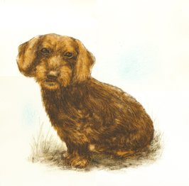 Sofie